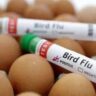 Bird Flu Death News