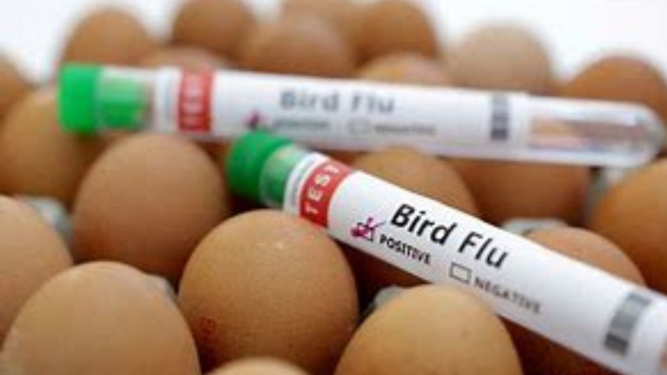 Bird Flu Death News